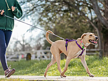 На пробежку — с питомцем: как подготовить собаку и начать бегать вместе
