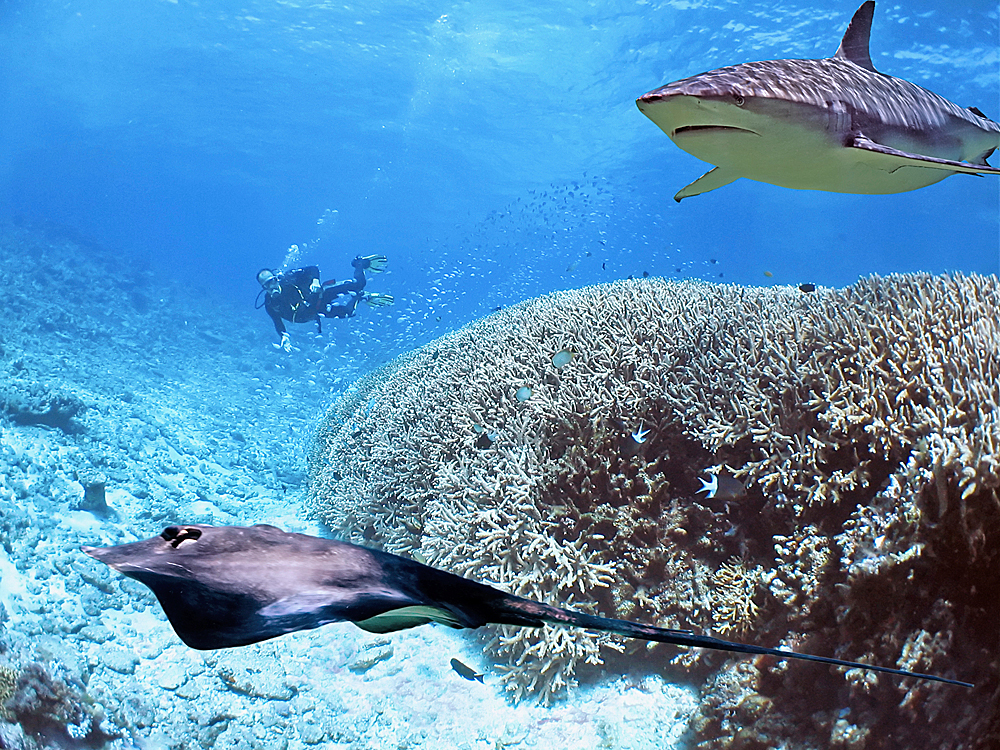 Атолл Хаа-Алиф, Мальдивы, Азия