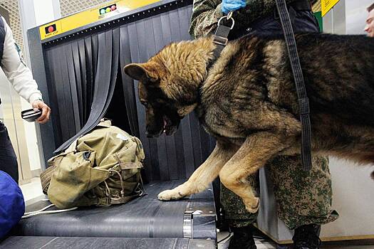 Служебная собака нашла почти два миллиона рублей в багаже выезжающего россиянина