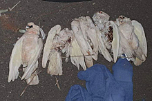 Дождь из мертвых птиц встревожил австралийцев