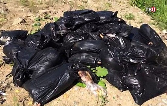 Под Екатеринбургом нашли стихийную свалку мертвых собак