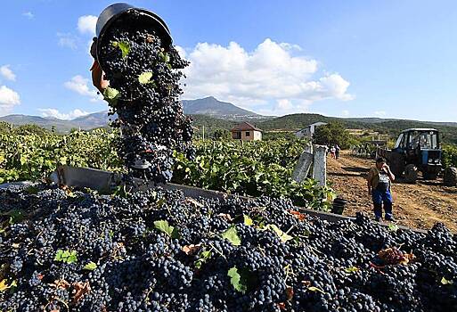 В Крыму спрогнозировали снижение урожая винограда