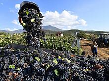 В Крыму спрогнозировали снижение урожая винограда