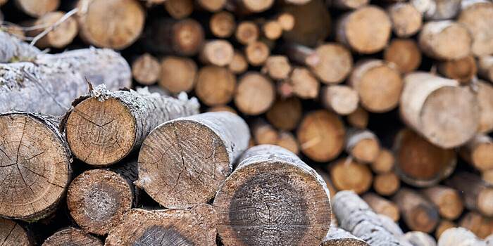 Россия и Беларусь объединят системы учета древесины