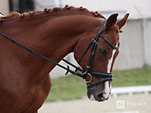 «Швейцарский экспресс» нижегородцы предложили заменить на лошадей