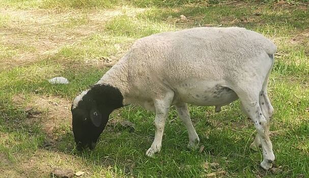 Портативные камеры для измерения овечьего метана появились на ферме в Великобритании