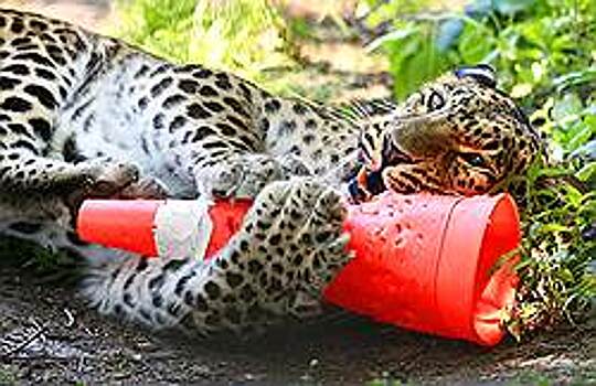 Заповедник олимпийских хищников