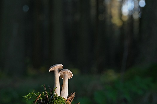 Почему не стоит закусывать алкоголь грибами — вредное сочетание, о котором вы не слышали