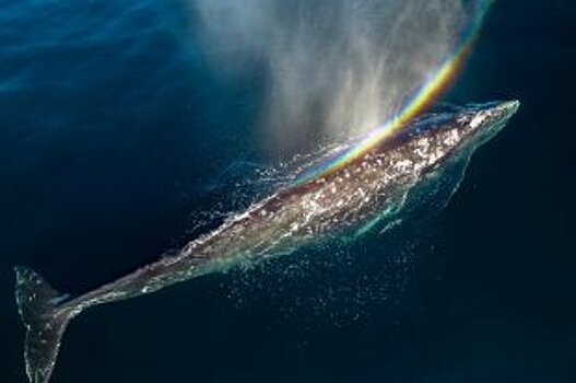 В 2017 году на Чукотке добыто 119 серых китов и один гренландский кит