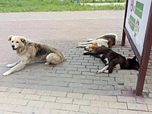 Пензенские депутаты поддержали эвтаназию бродячих собак