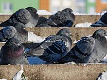 Китаю в совершенствовании оружия помогли голуби и ястребы