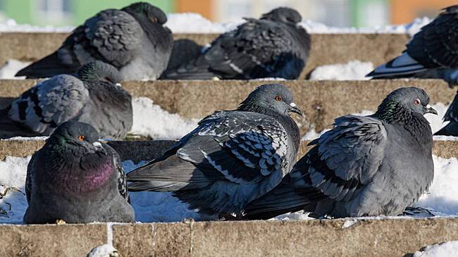 Китаю в совершенствовании оружия помогли голуби и ястребы