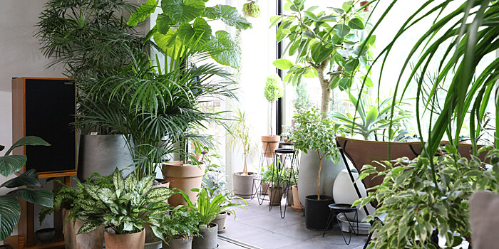 Растения, которые очистят воздух в квартире: совет агронома Тимирязевской академии