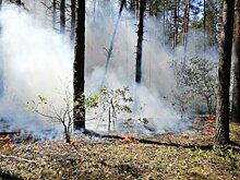 Три лесных пожара ликвидированы в Подмосковье за минувшие выходные