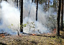 Три лесных пожара ликвидированы в Подмосковье за минувшие выходные
