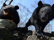 Медведица с потомством вышла к людям на Красной Поляне