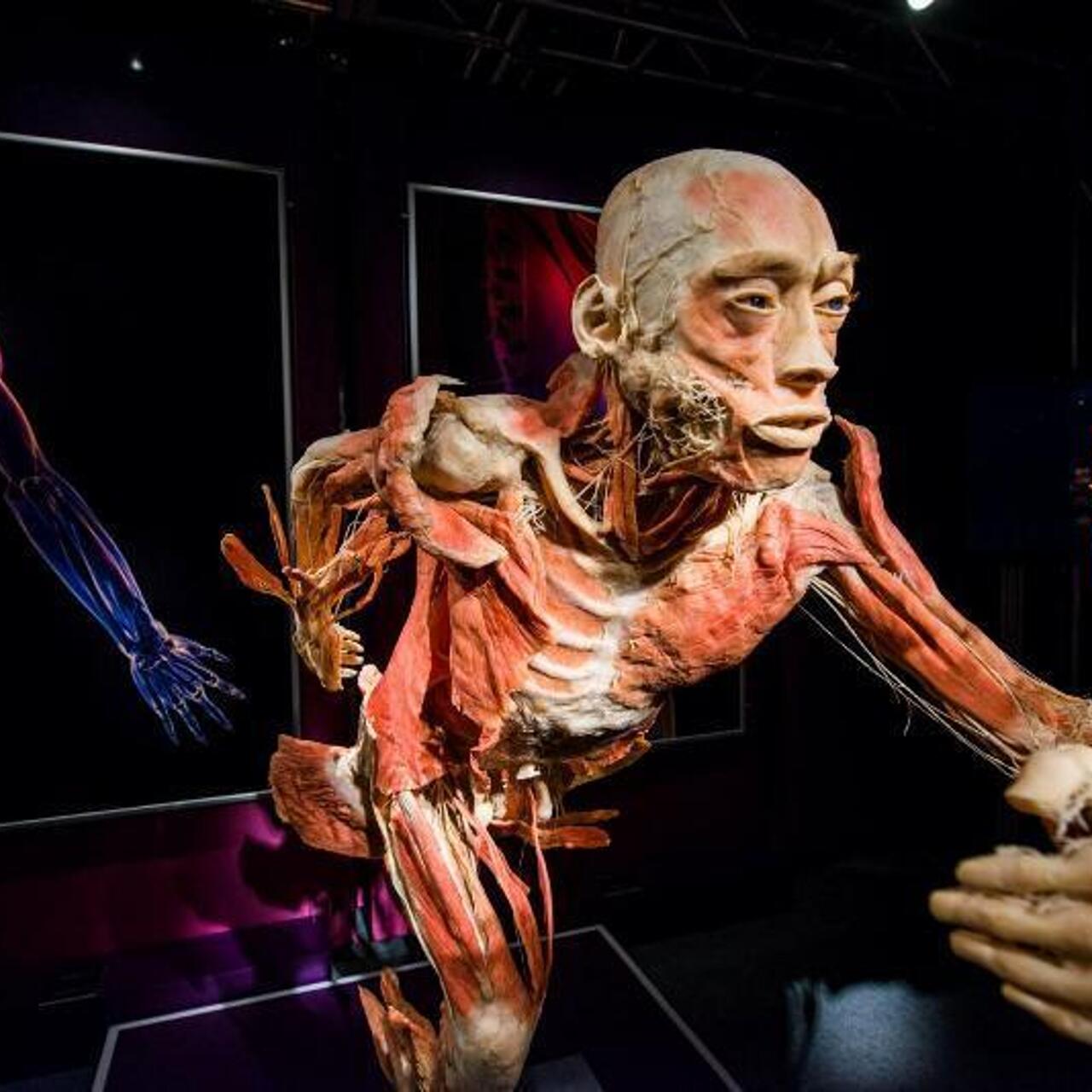 Музей анатомии человека москва
