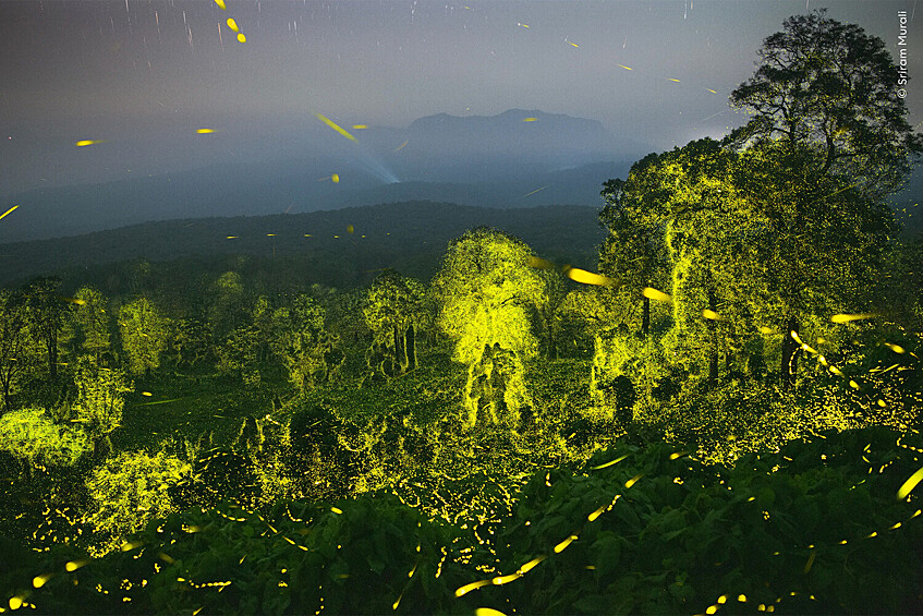 Победитель в категории «Поведение беспозвоночных»: «Фантастический свет». Заповедник тигров Анамалай, Тамил Наду, Индия. Фотограф объединил 50 19-секундных экспозиций, чтобы показать вспышки светлячков, возникающие в течение 16 минут в лесах недалеко от его родного города