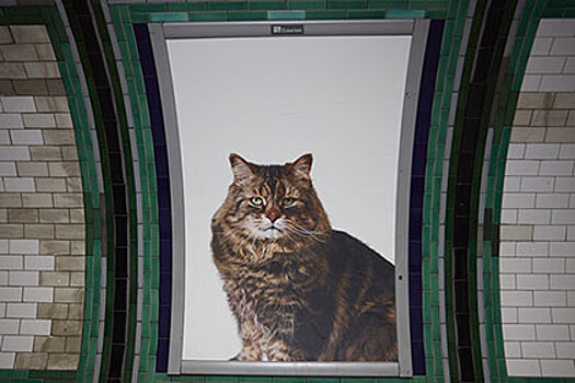 Лондонское метро вместо рекламы обклеили котиками