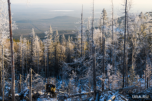 Куйвашев направил 1,8 млрд рублей на развитие лесного хозяйства региона