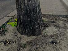 В Курске спасают липы