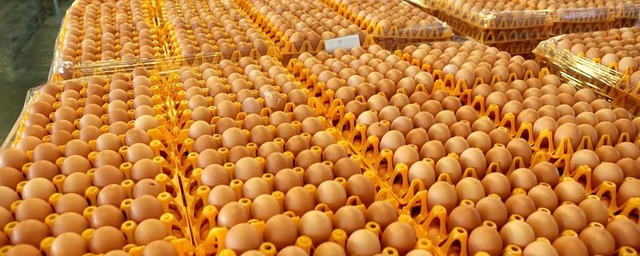 В Вологодской области производство яиц увеличили на 100%