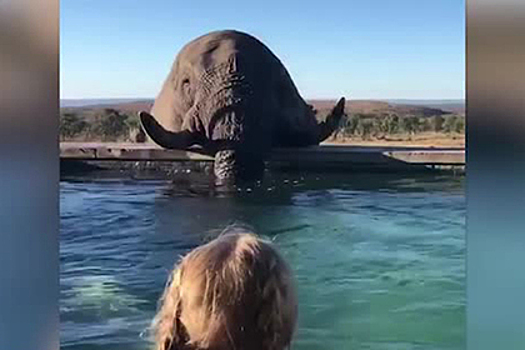 Слон присоединился к туристам в бассейне