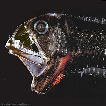 Самые страшные существа из Марианской впадины