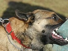 В Кирове собака напала на двух детей: следком проводит проверку