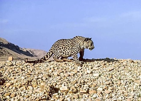 Саудовская Аравия выделит 20 млн долларов, чтобы сохранить южноаравийского леопадрда