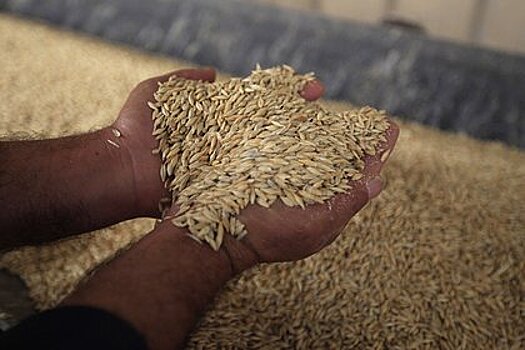 Власти признали проблемы в строительстве альтернативы зерновым портам Балтики