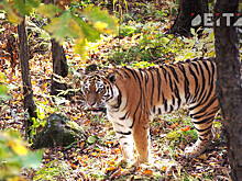 Осторожно, тигр: власти обратились к приморцам