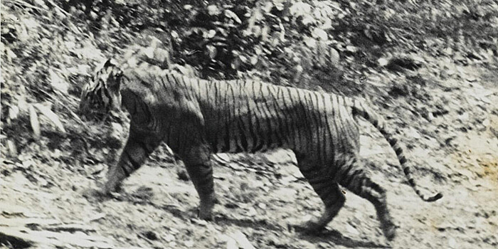 Генетики опровергли гипотезу о «возрождении» яванского тигра