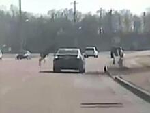 Олень лихо перепрыгнул через движущуюся машину на дороге в США