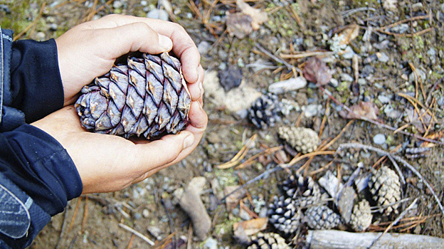 Сезон сбора кедровых шишек стартует в Югре 25 августа