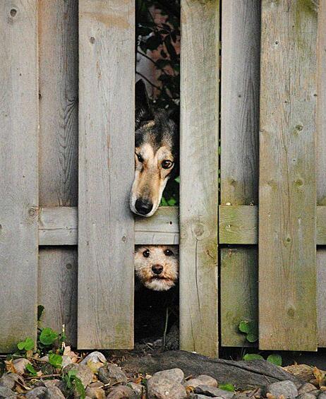 Собаки показывают чудеса любопытства, виновато заглядывая в приоткрытую дверь