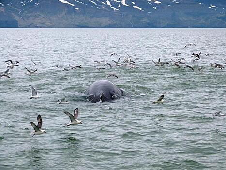 WWF России займется спасением гренландских китов в Охотском море