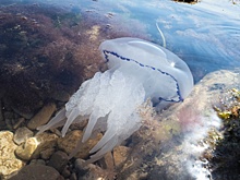 Российские ученые нашли способ сделать медуз вкуснее для человека