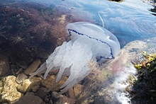 Российские ученые нашли способ сделать медуз вкуснее для человека