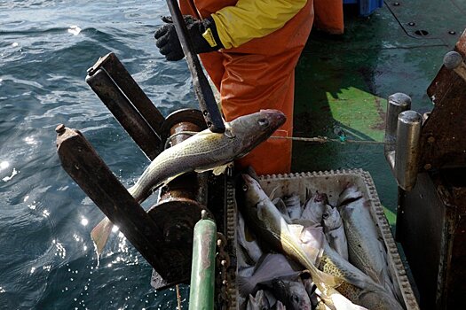 Как рыбная отрасль пережила острую фазу коронакризиса
