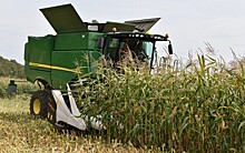 Под Рязанью представили десятки лучших гибридов кукурузы