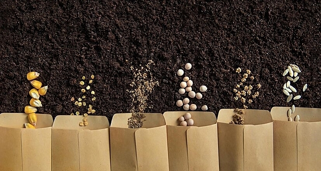 В Подмосковье ведутся активные селекционные программы по 20 овощным культурам