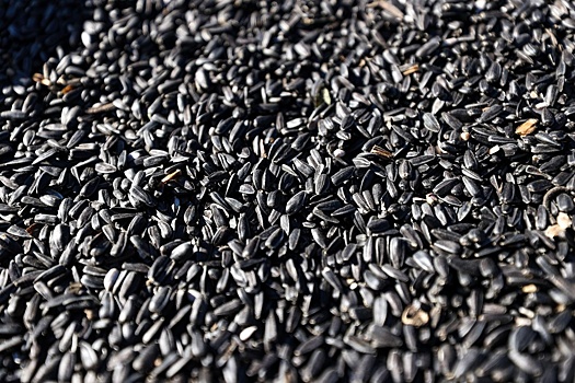 Абрамченко поручила проработать возможность отмены пошлины на подсолнечник