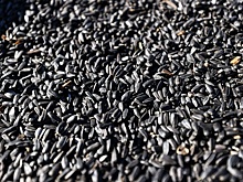 Абрамченко поручила проработать возможность отмены пошлины на подсолнечник