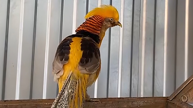 В Тюменской области полицейские спасли золотого фазана, улетевшего из живого уголка детского сада 