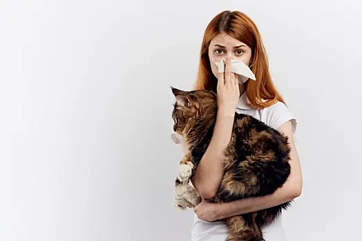 Потенциальные переносчики болезней: может ли кошка заразить владельца опасным заболеванием