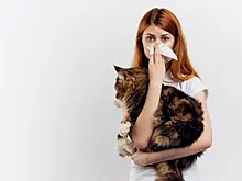 Потенциальные переносчики болезней: может ли кошка заразить владельца опасным заболеванием