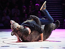 Минприроды предлагает проверить все цирки в России на жестокое обращение с животными