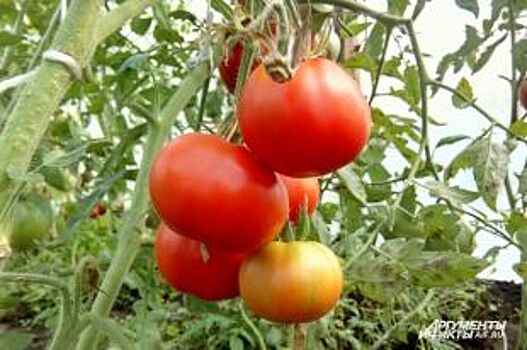 В Калининградскую область не пустили 11 тонн выращенных в Македонии томатов