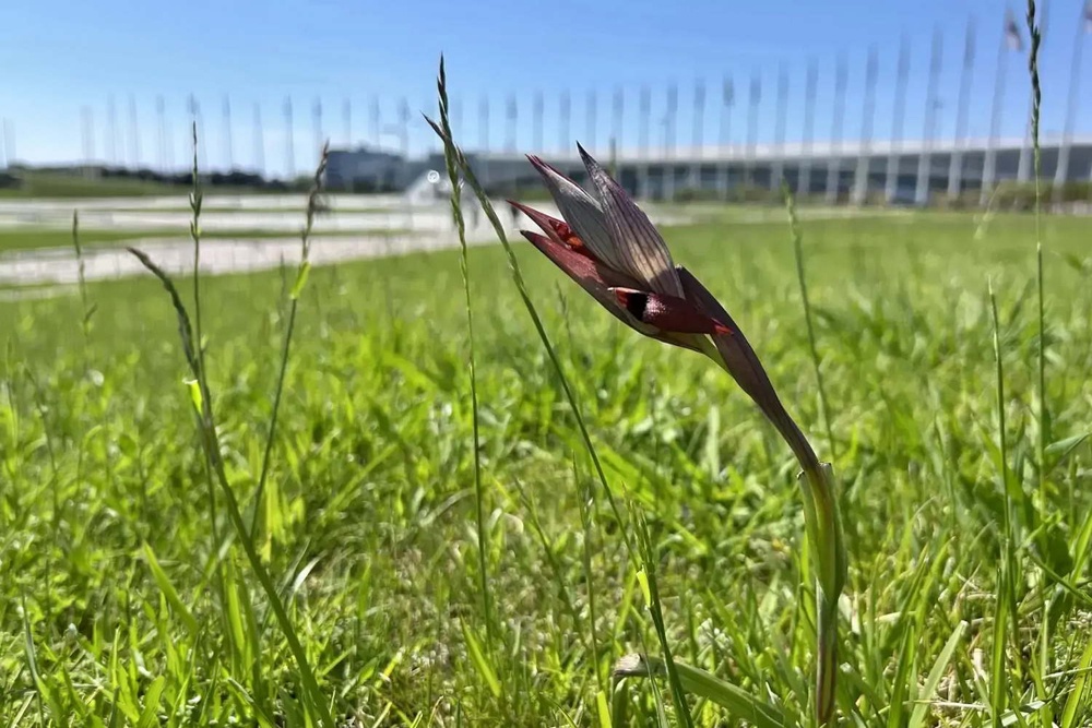 В парке "Сириус" нашли редкую краснокнижную орхидею Serapias orientalis
